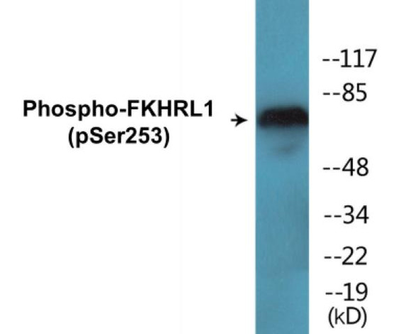FKHRL1 (Phospho-Ser253) Fluorometric Cell-Based ELISA Kit