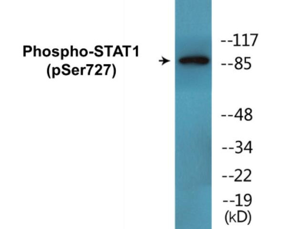 STAT1 (Phospho-Ser727) Fluorometric Cell-Based ELISA Kit
