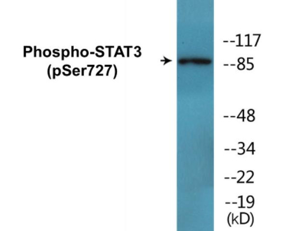 STAT3 (Phospho-Ser727) Fluorometric Cell-Based ELISA Kit
