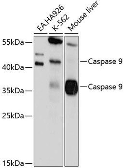 Anti-Caspase-9 Antibody (CAB0019)