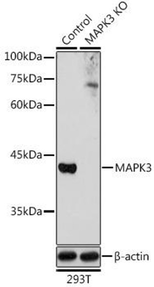 Anti-MAPK3 Antibody (CAB0228)[KO Validated]
