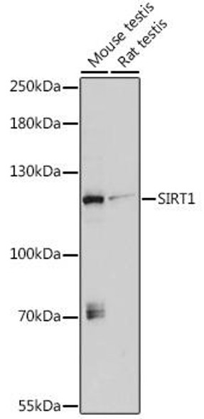 Anti-SIRT1 Antibody (CAB0230)