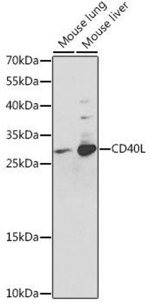 Anti-CD40L Antibody (CAB0327)