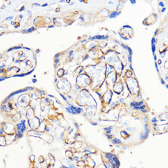 Anti-CD31/PECAM1 Antibody (CAB0378)