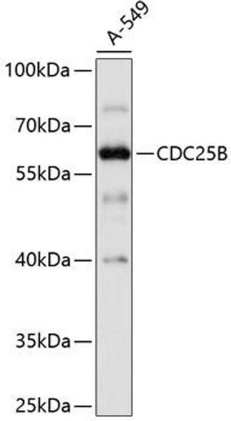 Anti-CDC25B Antibody (CAB0534)