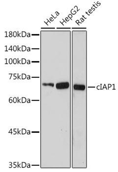 Anti-cIAP1 Antibody (CAB0866)