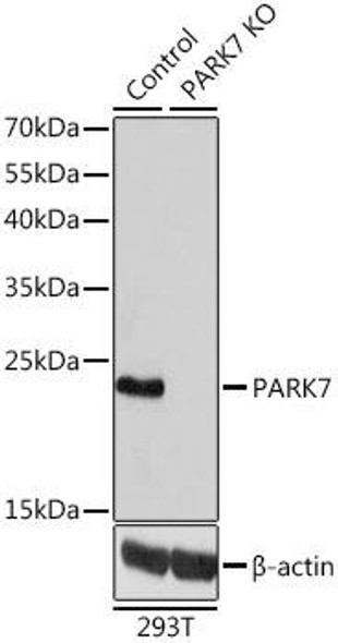 Anti-PARK7 Antibody (CAB0987)[KO Validated]