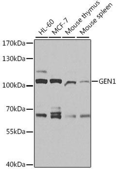 Anti-GEN1 Antibody (CAB10001)