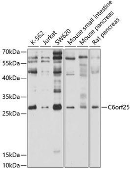 Anti-C6orf25 Antibody (CAB10154)