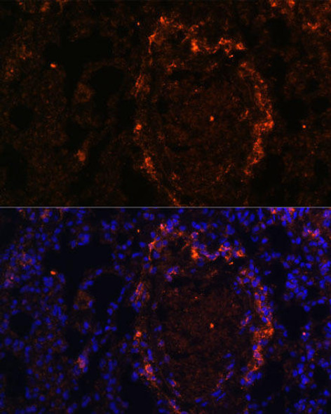 Anti-BTN3A1 Antibody (CAB10288)