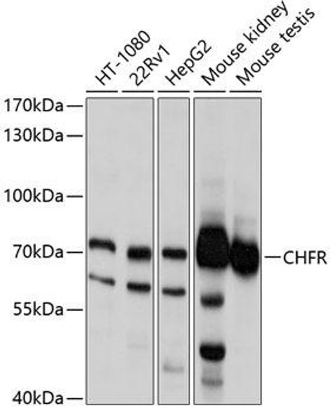 Anti-CHFR Antibody (CAB10447)