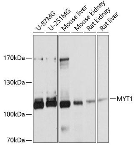 Anti-MYT1 Antibody (CAB10824)