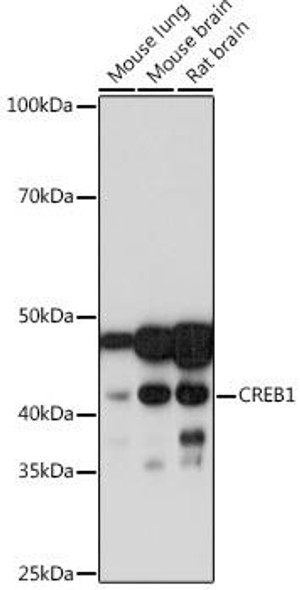 Anti-CREB1 Antibody [KO Validated] (CAB10826)