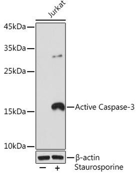 Anti-Active Caspase-3 Antibody (CAB11021)