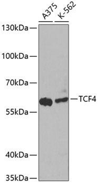 Anti-TCF4 Antibody (CAB1141)