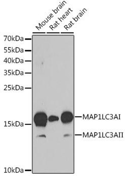Anti-MAP1LC3A Antibody (CAB11438)