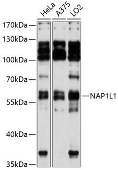 Anti-NAP1L1 Antibody (CAB11610)