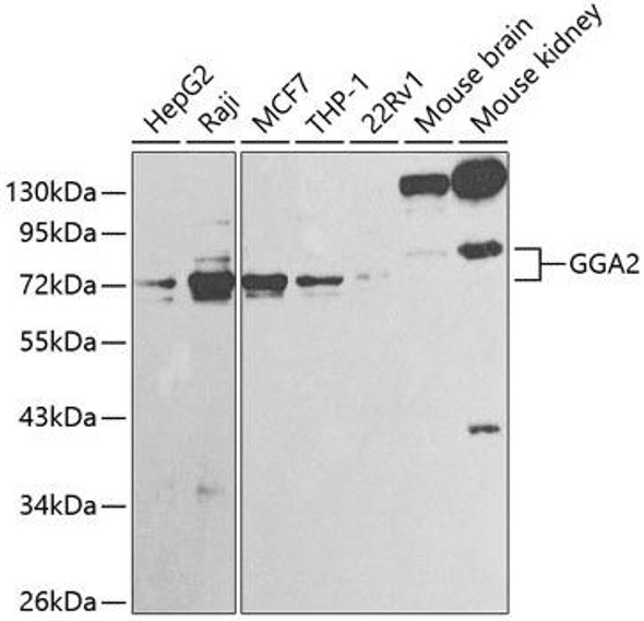 Anti-GGA2 Antibody (CAB1186)