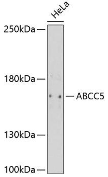 Anti-ABCC5 Antibody (CAB11978)