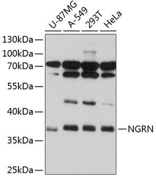 Anti-NGRN Antibody (CAB12131)