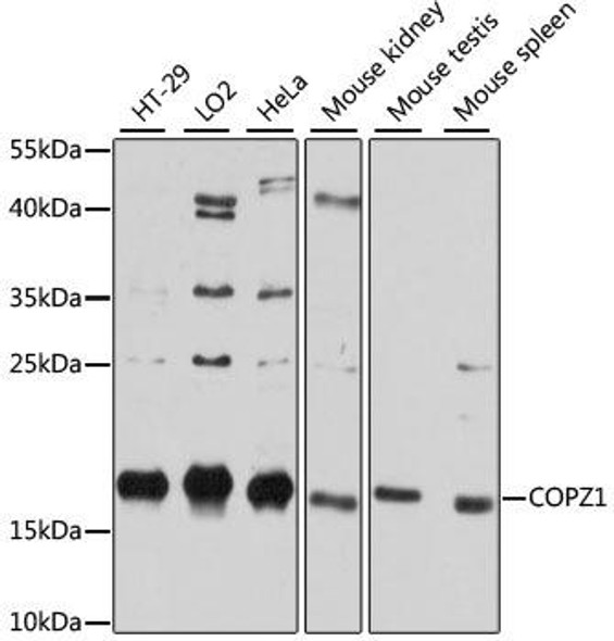 Anti-COPZ1 Antibody (CAB12148)