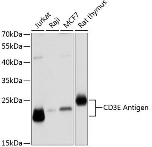 Anti-CD3E Antigen Antibody (CAB12415)