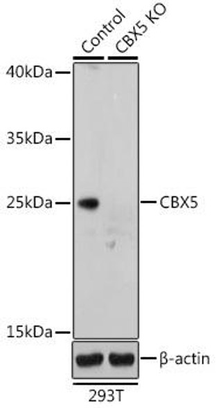 Anti-CBX5 Antibody (CAB12577)[KO Validated]