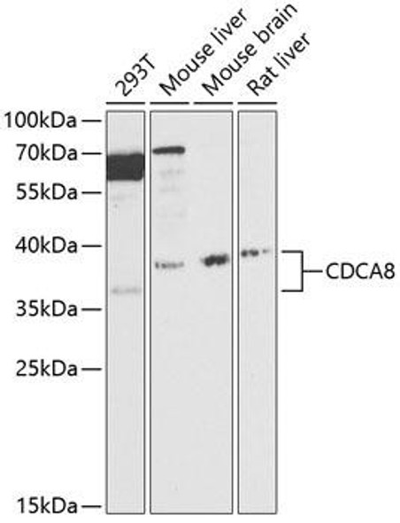 Anti-CDCA8 Antibody (CAB12594)