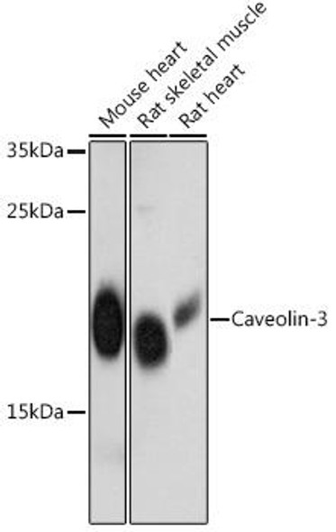 Anti-Caveolin-3 Antibody (CAB12769)