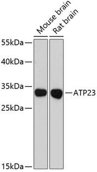 Anti-ATP23 Antibody (CAB12885)