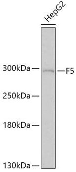 Anti-F5 Antibody (CAB1292)