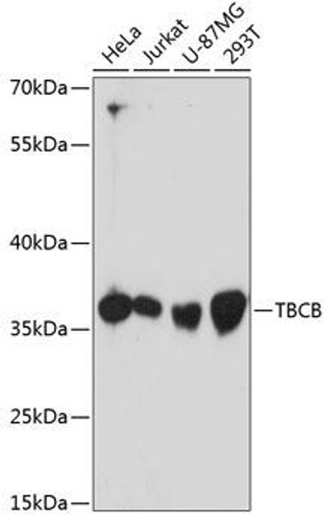Anti-TBCB Antibody (CAB13012)