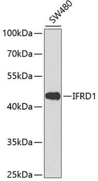 Anti-IFRD1 Antibody (CAB13318)