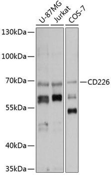 Anti-CD226 Antibody (CAB13398)