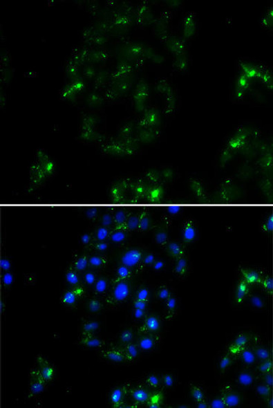 Anti-BOC Antibody (CAB13446)