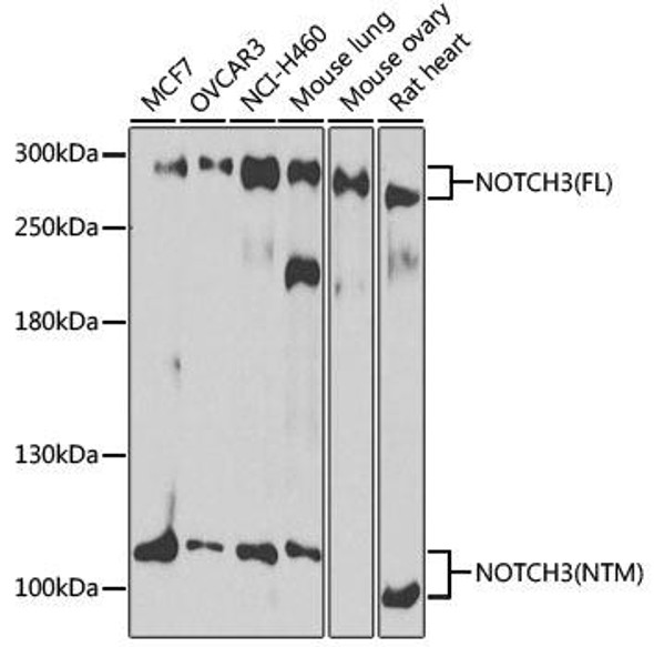 Anti-NOTCH3 Antibody (CAB13522)