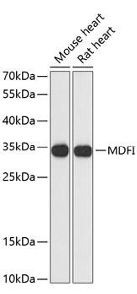 Anti-MDFI Antibody (CAB13709)