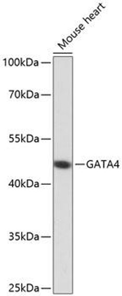 Anti-GATA4 Antibody (CAB13756)