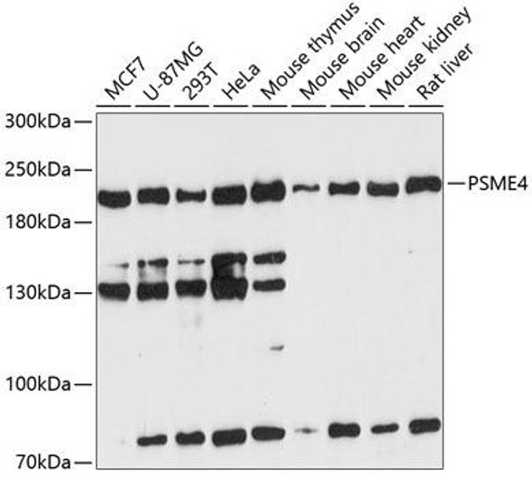 Anti-PSME4 Antibody (CAB13815)