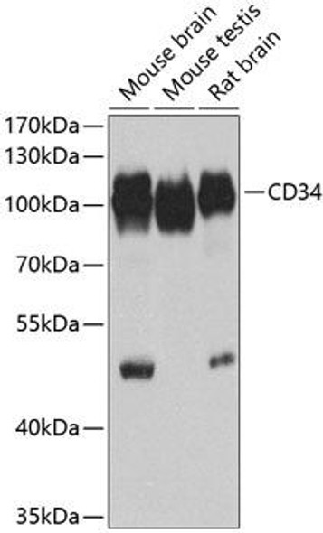 Anti-CD34 Antibody (CAB13929)