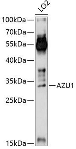 Anti-AZU1 Antibody (CAB13952)