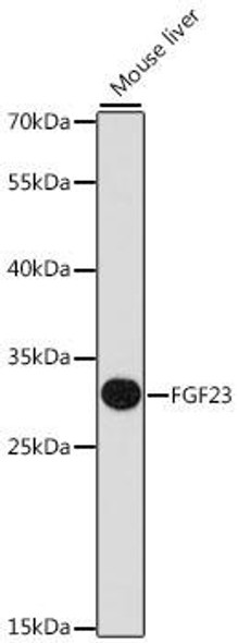 Anti-FGF23 Antibody (CAB14073)
