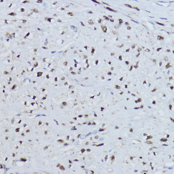 Anti-ESRRA Antibody (CAB14184)