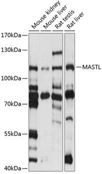 Anti-MASTL Antibody (CAB14294)