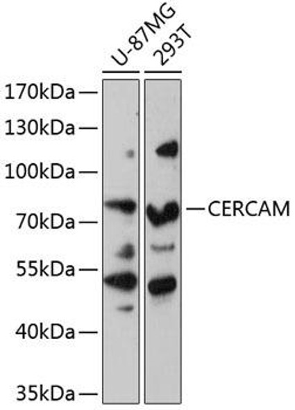 Anti-CERCAM Antibody (CAB14359)