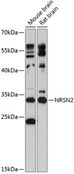 Anti-NRSN2 Antibody (CAB14425)