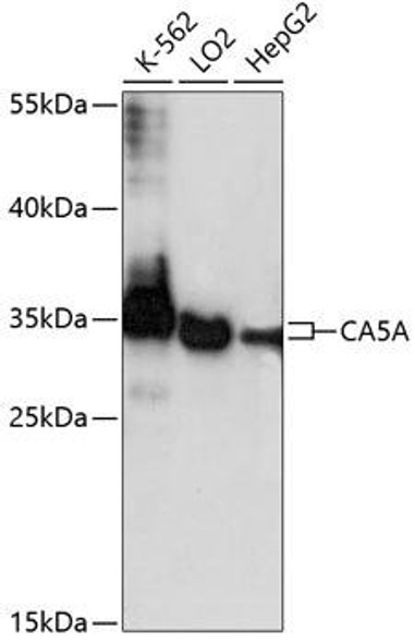 Anti-CA5A Antibody (CAB14709)