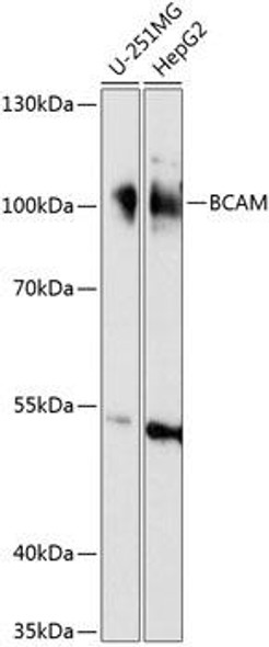 Anti-BCAM Antibody (CAB14748)
