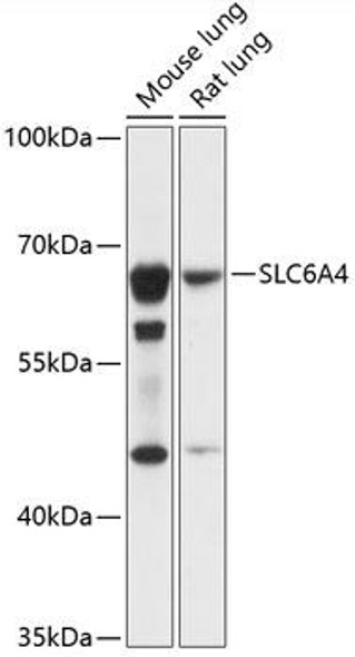Anti-SLC6A4 Antibody (CAB14782)