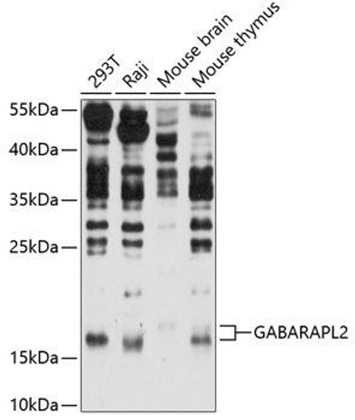 Anti-GABARAPL2 Antibody (CAB14855)